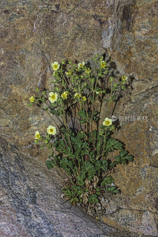 腺翻白草(Potentilla glandulosa)是一种樱草属植物，称为粘性樱草。黄石国家公园